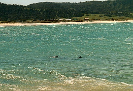 New Zealand - Hector's Dolphins