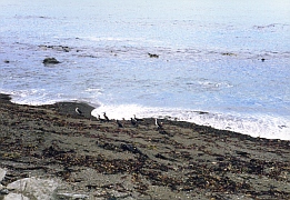 New Zealand - Tölpel