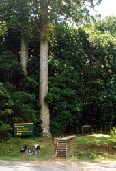 New Zealand - Twin Kauri