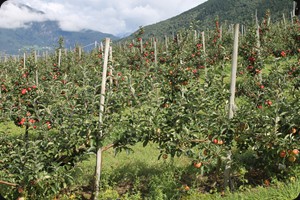 Ringøy orchard