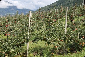 Ringøy Obstgarten