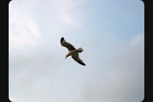 Arran Ferry